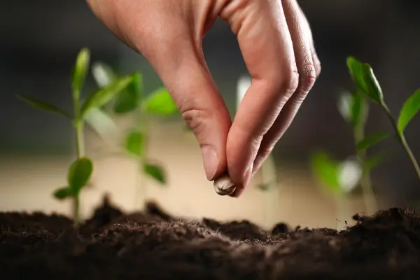 Mão plantando semente em solo fértil ao lado de brotos jovens