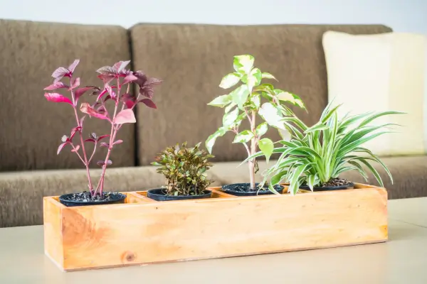 Microjardim com espécies sensoriais em vaso retangular sobre mesa de sala de estar