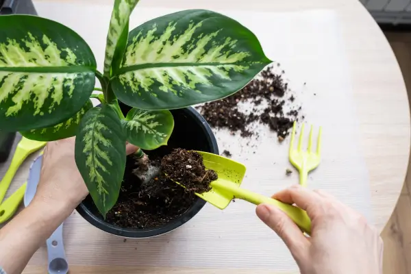 Pessoa adubando planta em vaso com auxílio de pá e garfo de jardinagem